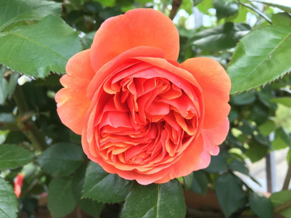Ferienhaus Blumenparadies Stainz Εξωτερικό φωτογραφία